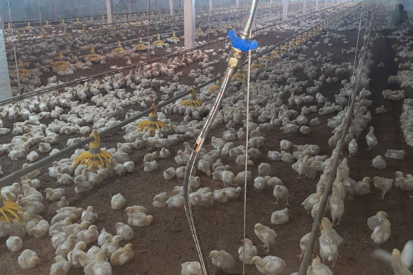 Продаж птахофабрики в Черкаській області